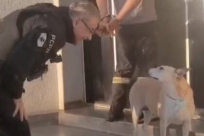 Delegado interrompe condução de preso para cumprimentar cachorrinha comunitária e cena viraliza