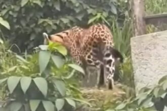 Onça no Jardim Tupã em São Bernardo: Vídeo viral é montagem