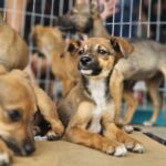 Ribeirão Pires garante por lei que o sepultamento de pets junto às famílias desde 2024
