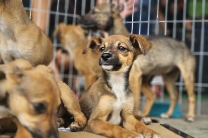 Ribeirão Pires garante por lei que o sepultamento de pets junto às famílias desde 2024