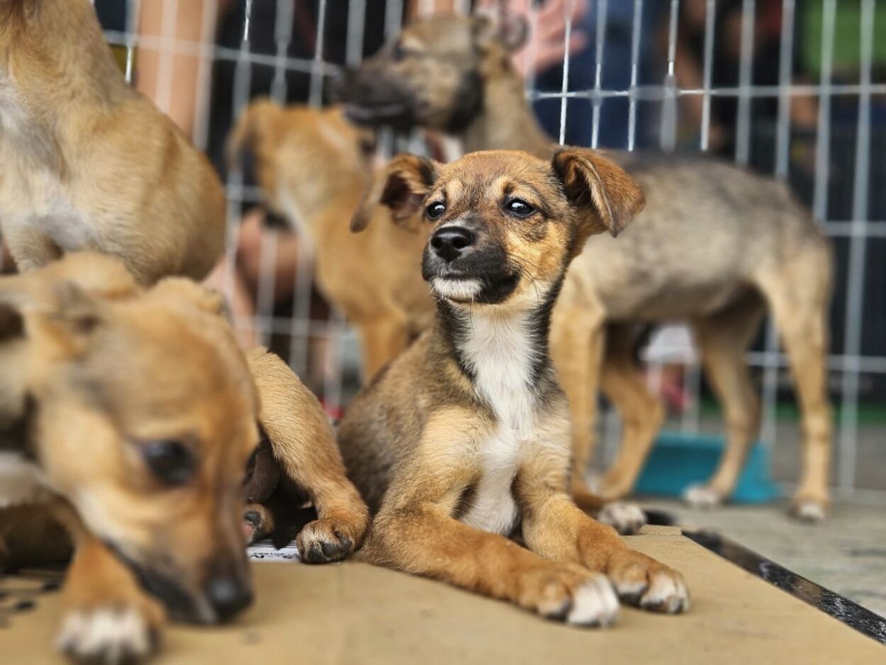 Ribeirão Pires garante por lei que o sepultamento de pets junto às famílias desde 2024