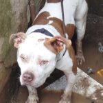 AME Animal resgata pitbull preso em casa abandonada no Jardim Zaíra 4. Foto: Divulgação