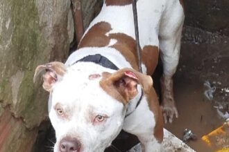 AME Animal resgata pitbull preso em casa abandonada no Jardim Zaíra 4. Foto: Divulgação