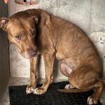 Outro pitbull é resgatado; AME Animal busca o tutor