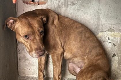 Outro pitbull é resgatado; AME Animal busca o tutor