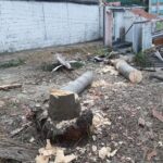 Santo André amplia fiscalização e reforça combate ao corte ilegal de árvores