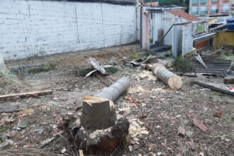Santo André amplia fiscalização e reforça combate ao corte ilegal de árvores