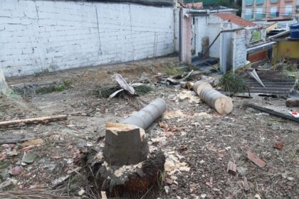 Santo André amplia fiscalização e reforça combate ao corte ilegal de árvores