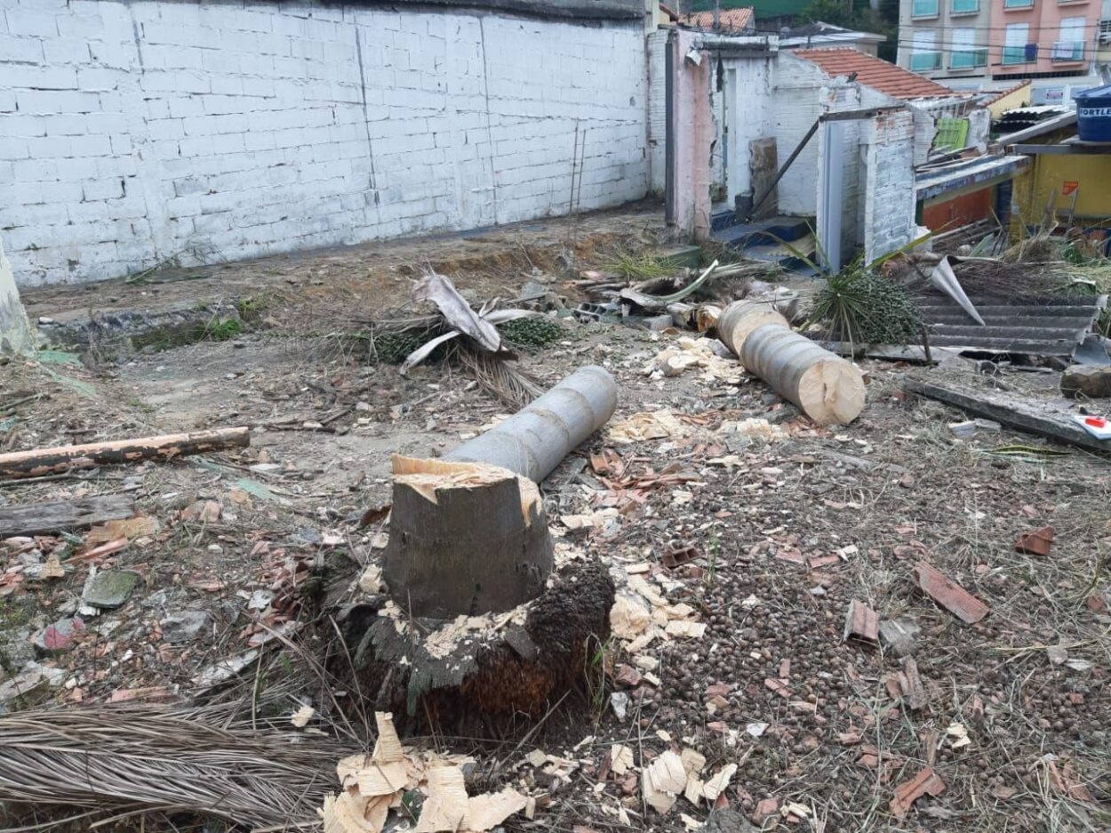 Santo André amplia fiscalização e reforça combate ao corte ilegal de árvores