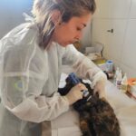 Ribeirão Pires recebe mutirão gratuito de castração para cães e gatos no dia 9 com inscrições presenciais já abertas