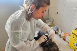 Ribeirão Pires recebe mutirão gratuito de castração para cães e gatos no dia 9 com inscrições presenciais já abertas
