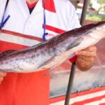 Campanha do Pescado começa nesta terça-feira em Mauá