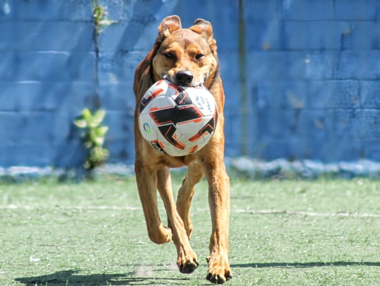Cachorro caramelo rouba a cena e fura três bolas em partida da várzea de Diadema