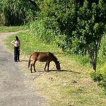 Vizinha dá bronca em dono de cavalo após denúncia de abandono em São Bernardo