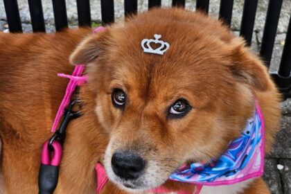 Pela 1ª vez, pets também receberão Reiki em evento gratuito em Ribeirão Pires neste domingo