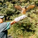 São Bernardo fortalece proteção à fauna com reabilitação e soltura de aves silvestres, incluindo espécie ameaçada de extinção