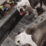 Cães da raça American Bully são resgatados e devolvidos aos donos em São Bernardo
