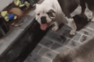 Cães da raça American Bully são resgatados e devolvidos aos donos em São Bernardo