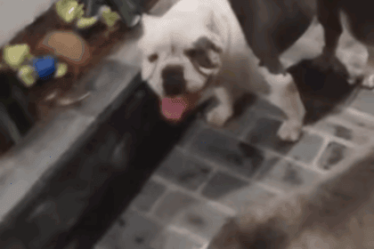 Cães da raça American Bully são resgatados e devolvidos aos donos em São Bernardo