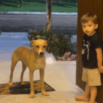 Criança convida "doguinho" caramelo para entrar em casa e encanta a web