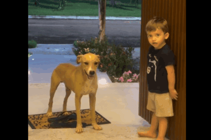 Criança convida "doguinho" caramelo para entrar em casa e encanta a web