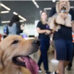 Senado aprova guarda compartilhada de pets em casos de separação de casais