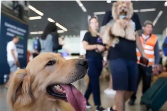 Senado aprova guarda compartilhada de pets em casos de separação de casais