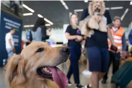 Senado aprova guarda compartilhada de pets em casos de separação de casais