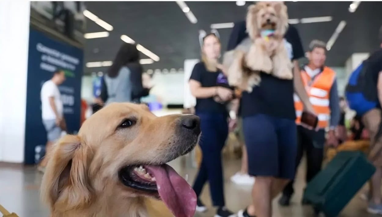 Senado aprova guarda compartilhada de pets em casos de separação de casais