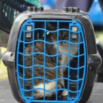 Mutirão de castração em Ribeirão Pires atende 200 animais e reforça importância da participação dos tutores