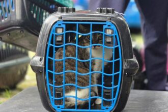 Mutirão de castração em Ribeirão Pires atende 200 animais e reforça importância da participação dos tutores