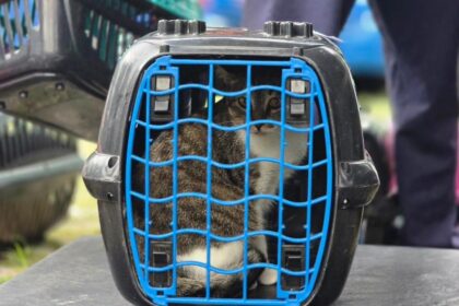 Mutirão de castração em Ribeirão Pires atende 200 animais e reforça importância da participação dos tutores