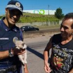 GCM de Mauá resgata filhote em via expressa e promove adoção responsável