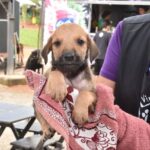 Parque Celso Daniel recebe feira de adoção de cães e gatos neste domingo