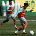 palmeiras
