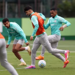 palmeiras