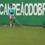 palmeiras