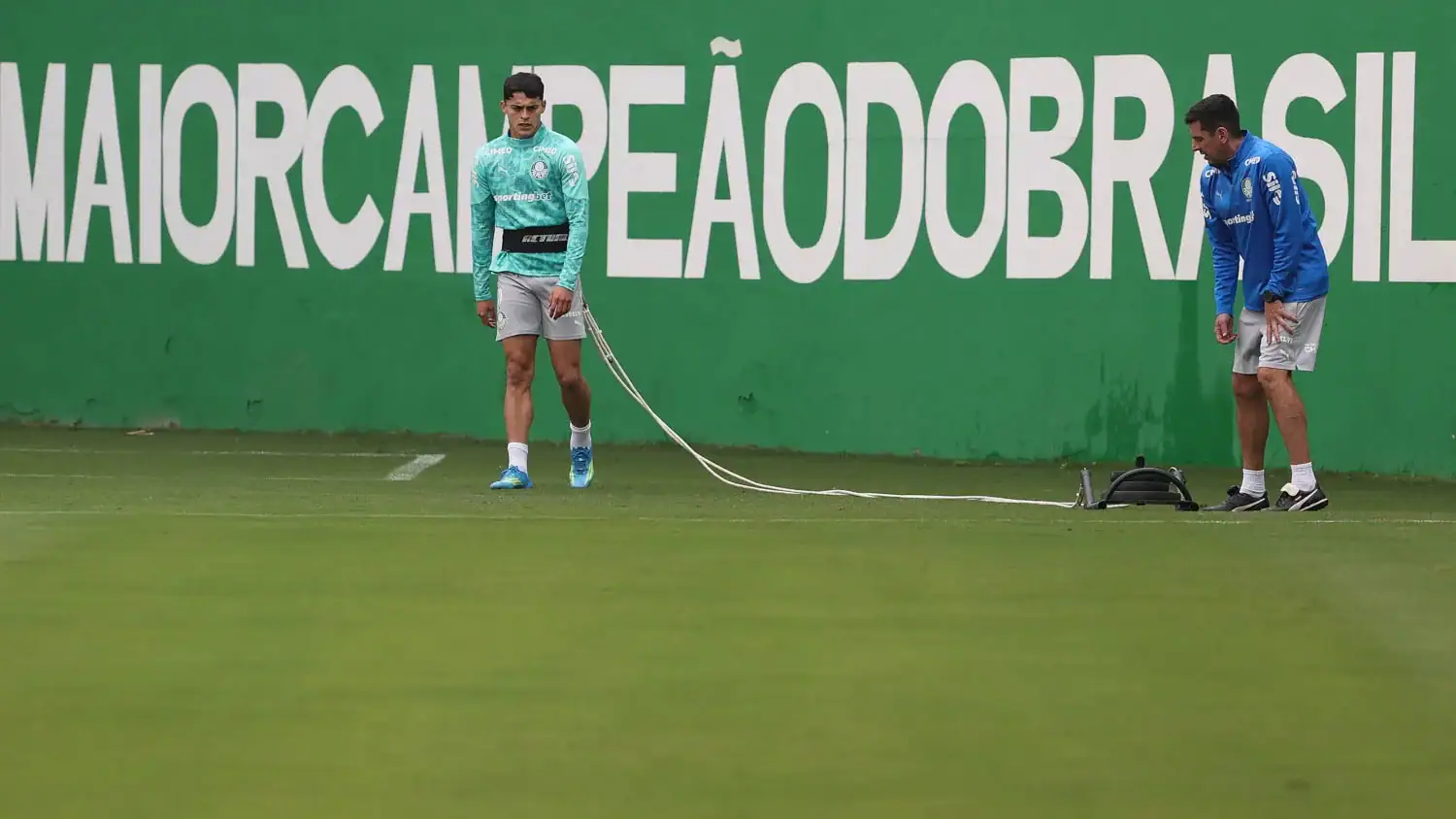 palmeiras
