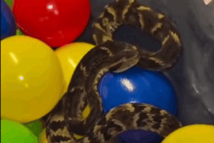 Jararaca é resgatada de piscina de bolinhas em restaurante de Suzano