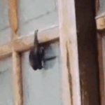 Morcego em quintal assusta moradores no Jardim Palermo, em São Bernardo