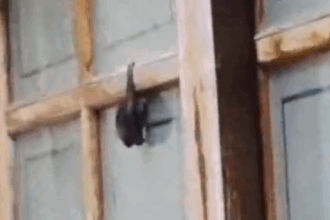 Morcego em quintal assusta moradores no Jardim Palermo, em São Bernardo