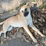 Do abandono ao recomeço: o filhote que precisa de um lar no ABCD