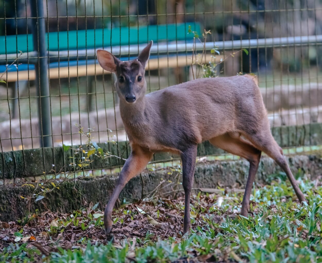 No Dia da Biodiversidade, Zoo de São Bernardo celebra soltura de dois veados recuperados na unidade de conservação