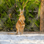 Um presente antecipado: 'bebê' canguru dá a primeira espiadinha para fora da bolsa da mãe no Zoo de SP