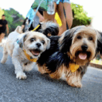 Segunda edição da CãoMinhada de Diadema acontecerá neste domingo