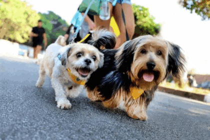 Segunda edição da CãoMinhada de Diadema acontecerá neste domingo
