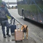 Cães do BAEP interceptam rotas do tráfico no Sistema Anchieta-Imigrantes