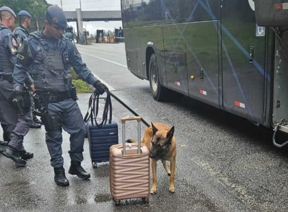 Cães do BAEP interceptam rotas do tráfico no Sistema Anchieta-Imigrantes