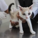 Zoonoses de Diadema disponibiliza vacina antirrábica semanalmente