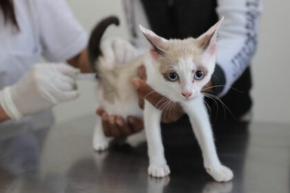 Zoonoses de Diadema disponibiliza vacina antirrábica semanalmente